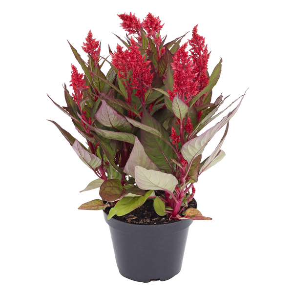 Flor Cérebro