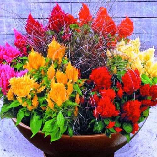 Planta Ornamental Tropical