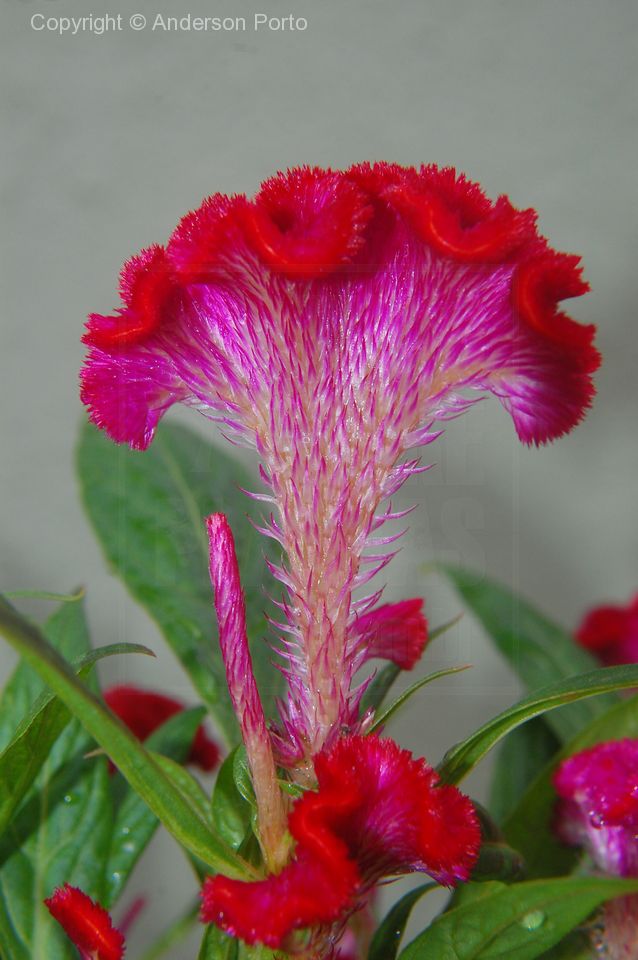 Celosia cristata