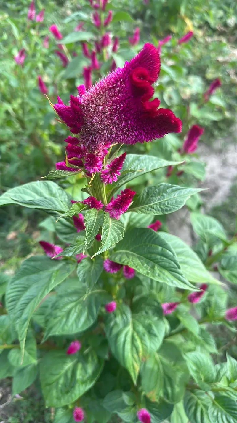 Celosia argentea var. cristata