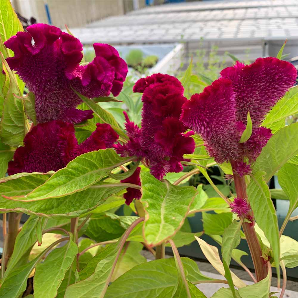 Flor Cérebro