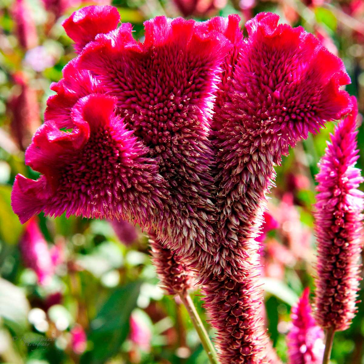 Crista de Galo Plumosa