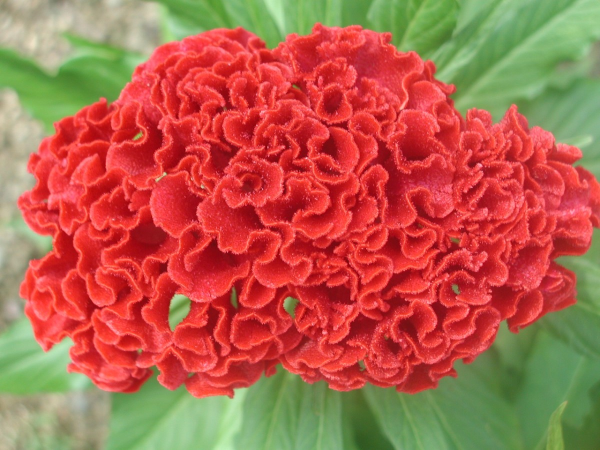 Planta Ornamental Tropical