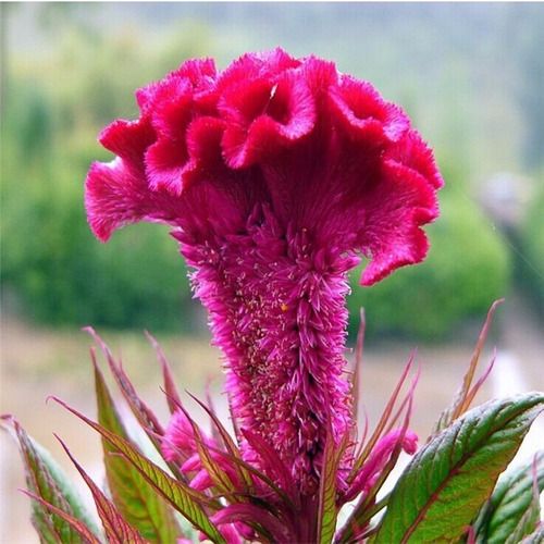 Flor Cérebro