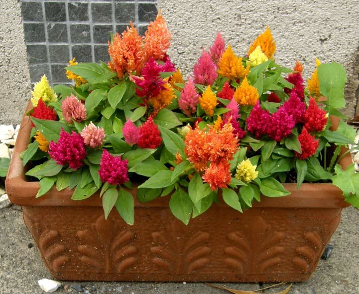 Planta Ornamental Tropical