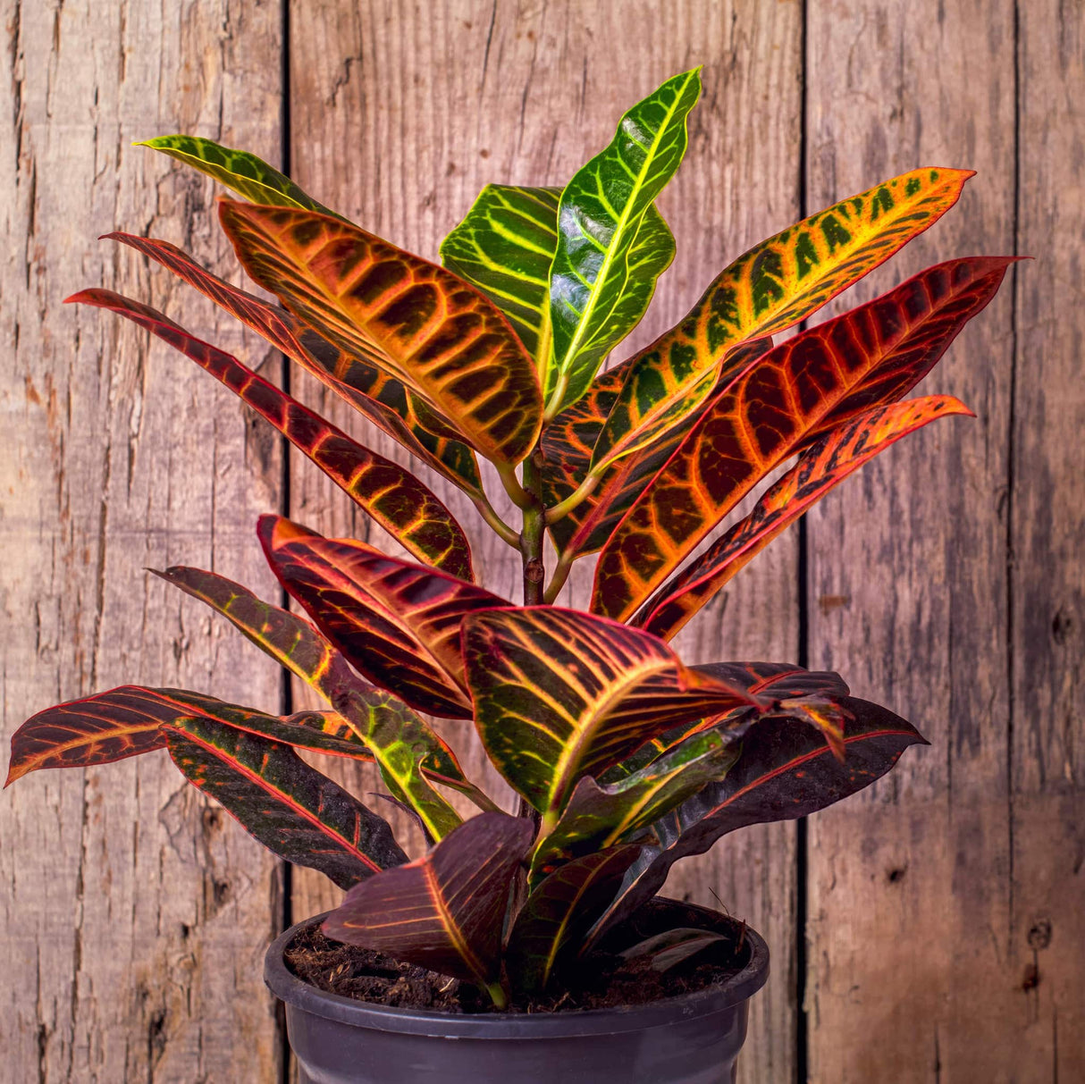 erros comuns ao cuidar de croton petra