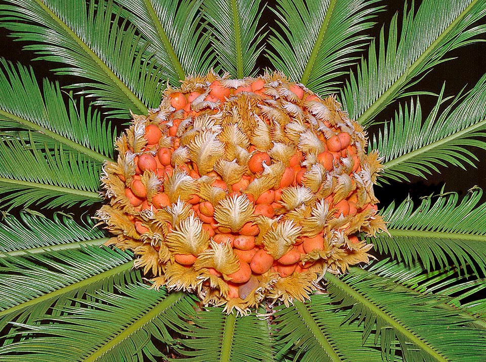 plantar cica revoluta