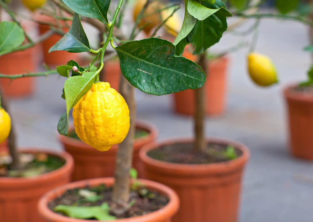 erros ao plantar laranja em vaso