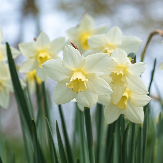 daffodils