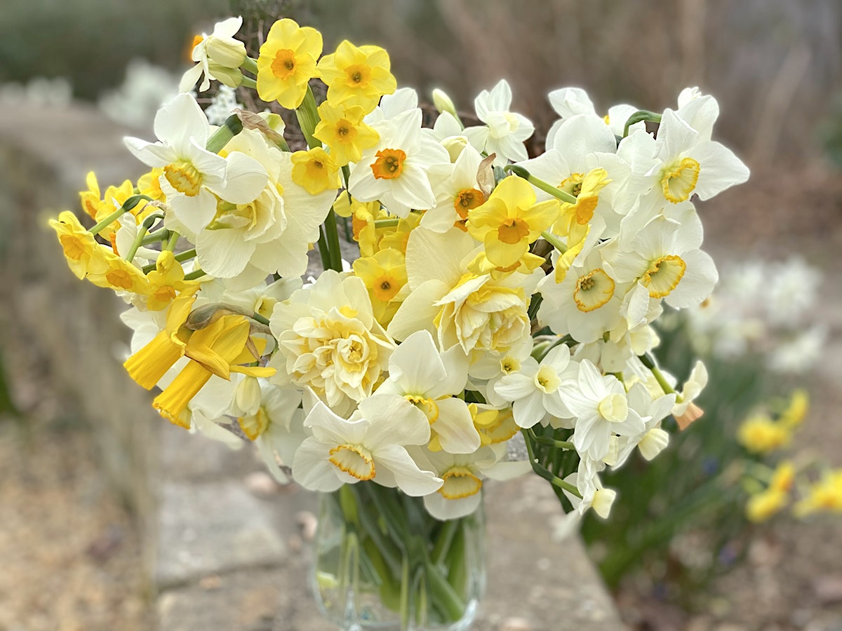 melhores variedades de daffodil para jardim