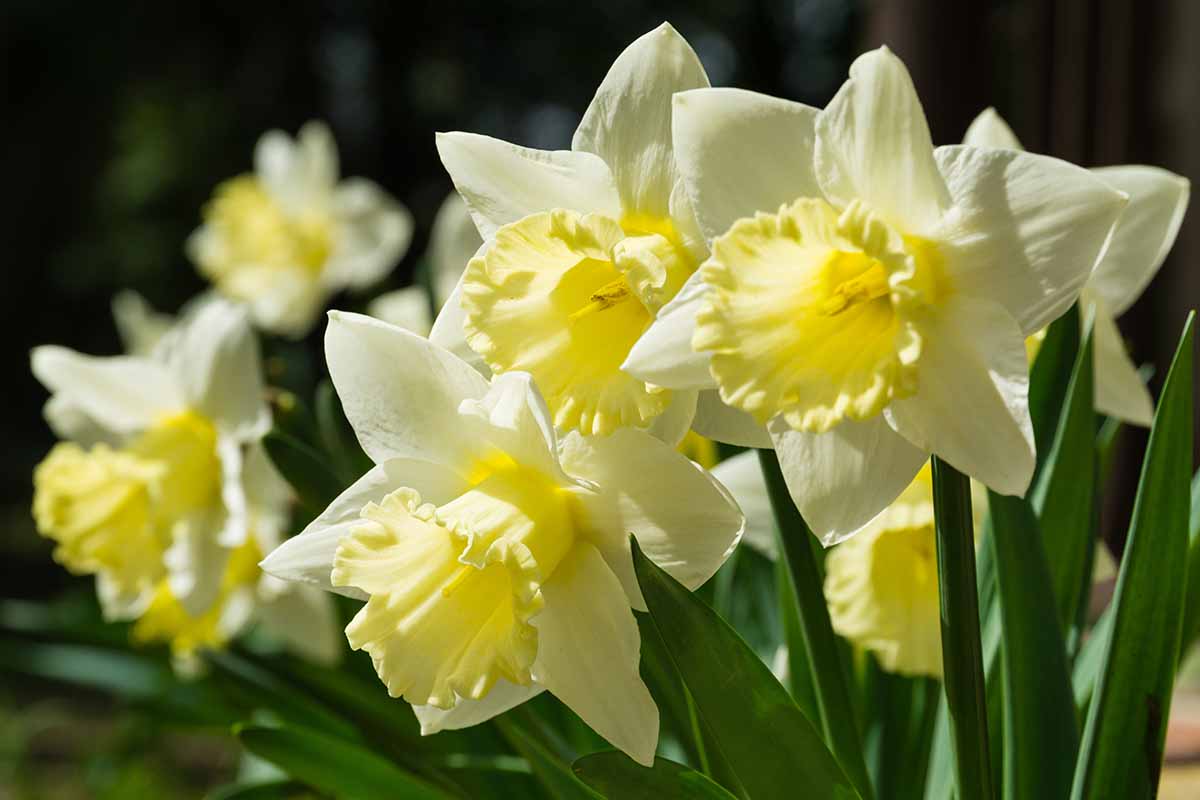 custo médio de bulbos de daffodil