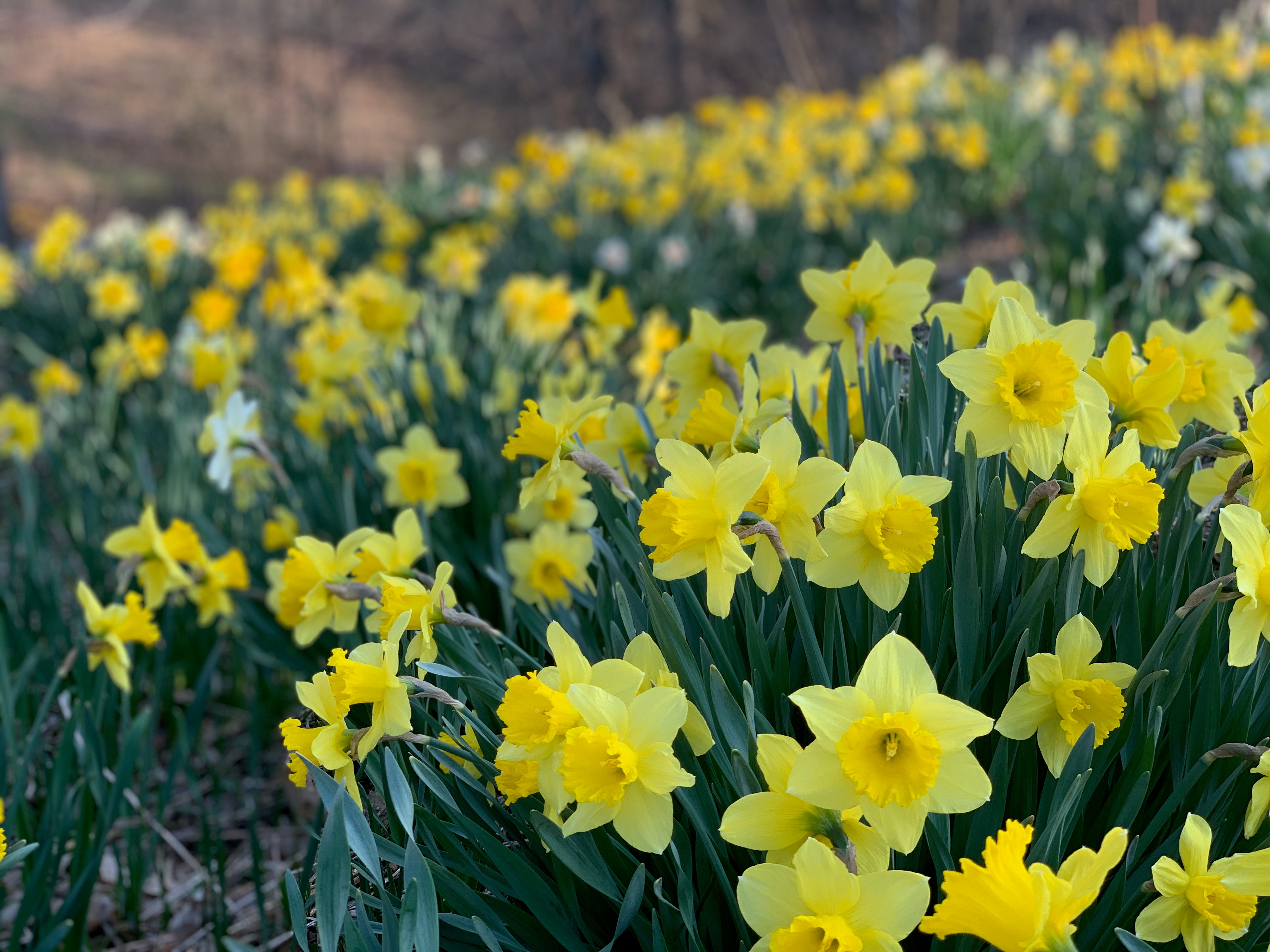 daffodils