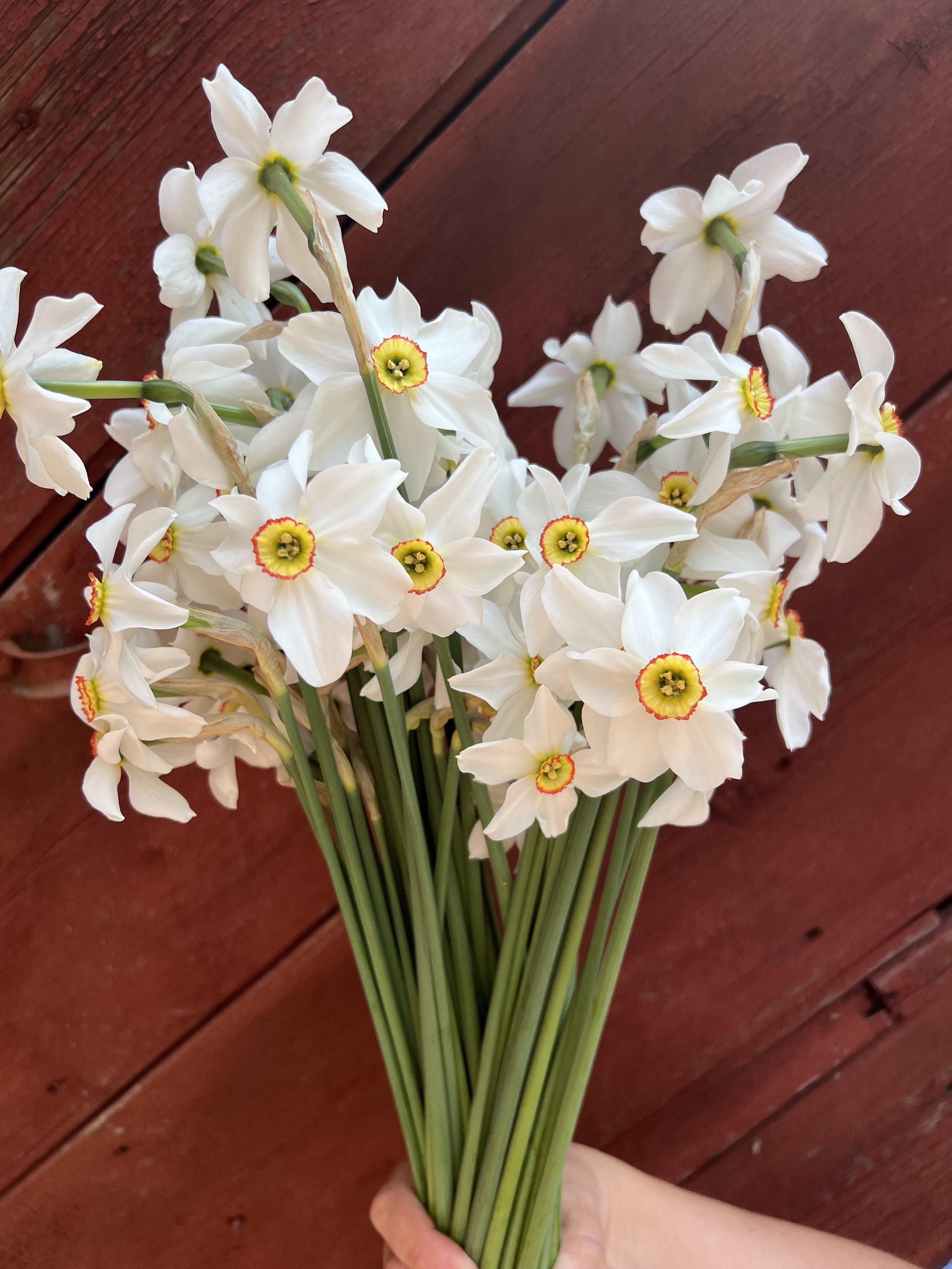 melhores variedades de daffodil para jardim