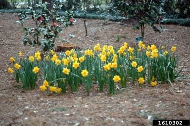 erros comuns ao plantar daffodil