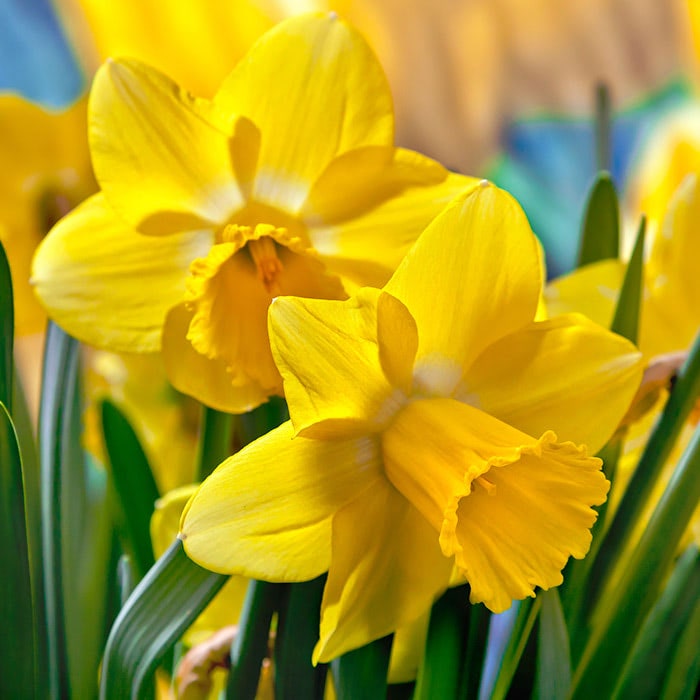 melhores variedades de daffodil para jardim