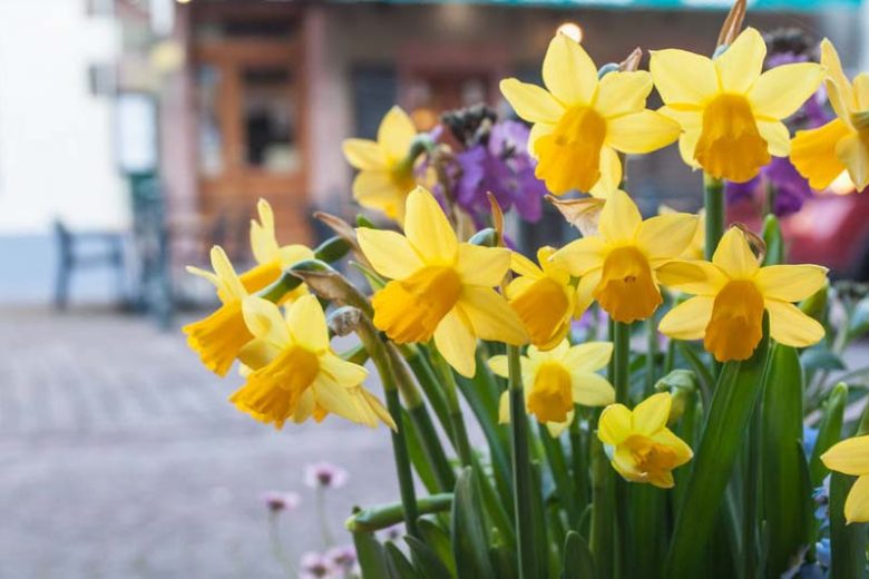 erros comuns ao plantar daffodil