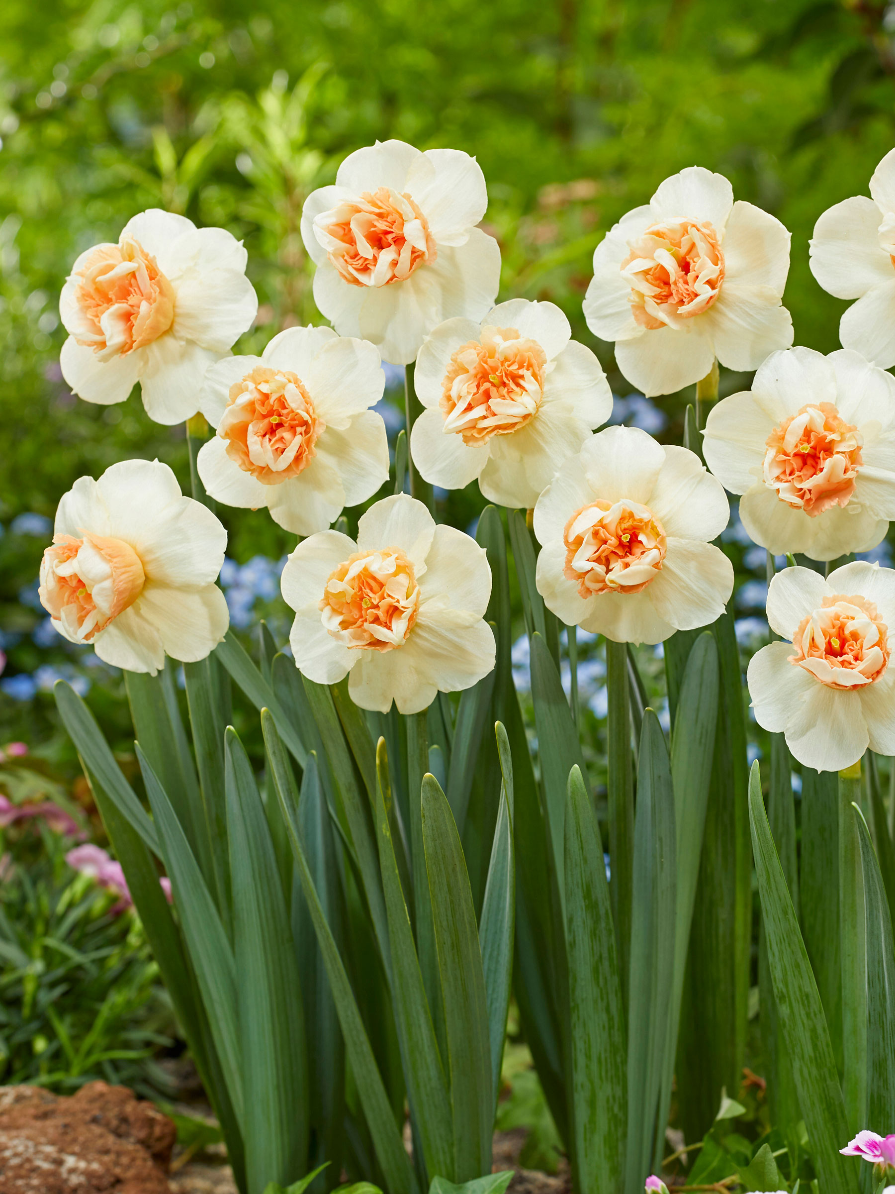 daffodil amarelo vs daffodil branco