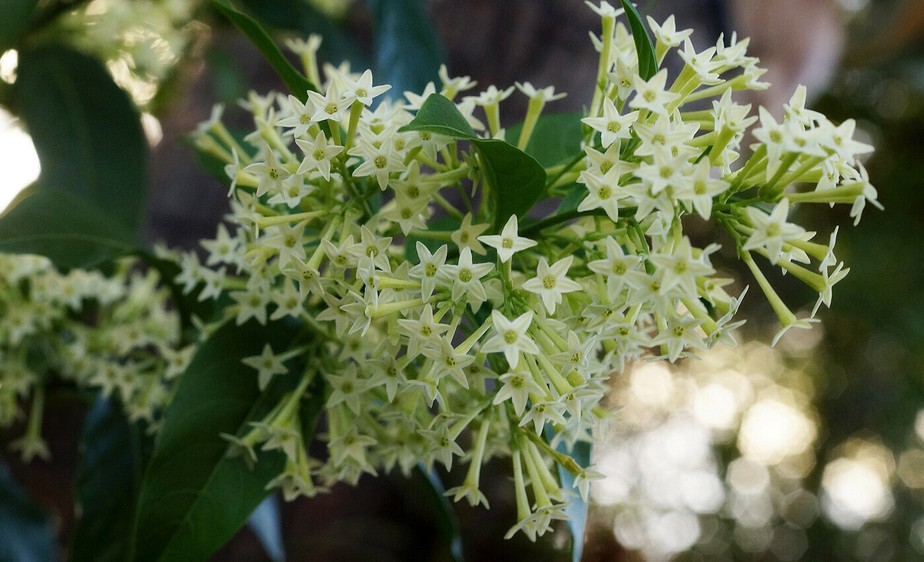 melhores dicas para cultivar dama da noite