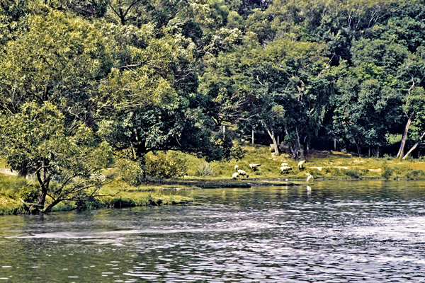 projetos de dança que inspiram a natureza