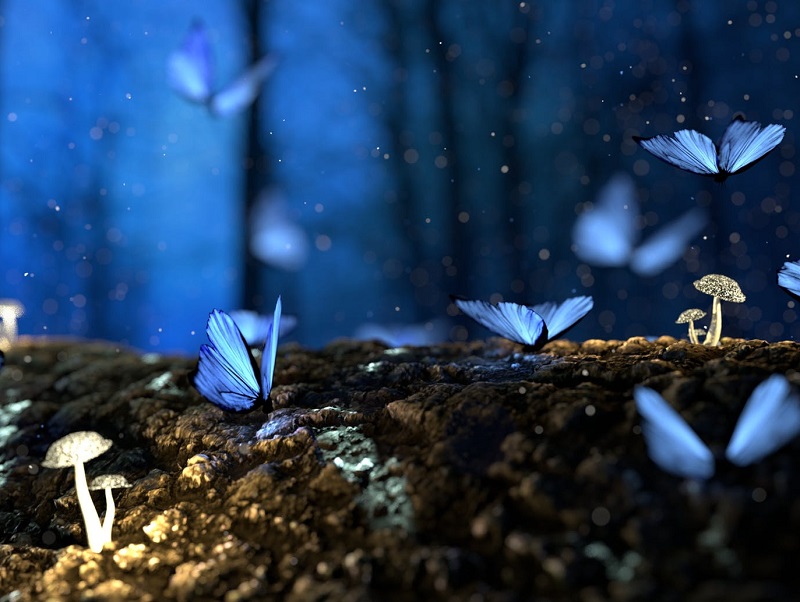 dança na natureza vs dança em estúdio