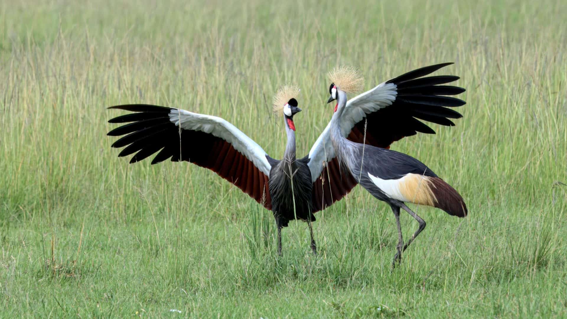 dança na natureza vs dança em estúdio