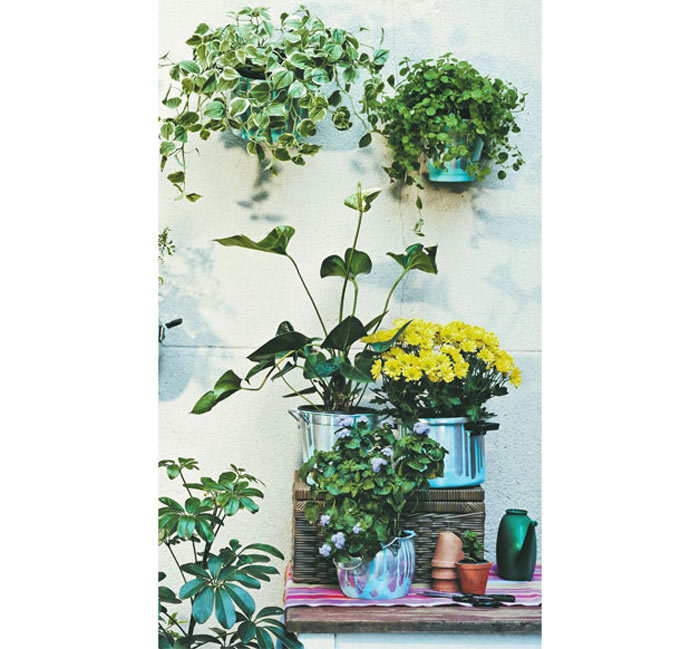 vasos baratos para entrada de apartamento