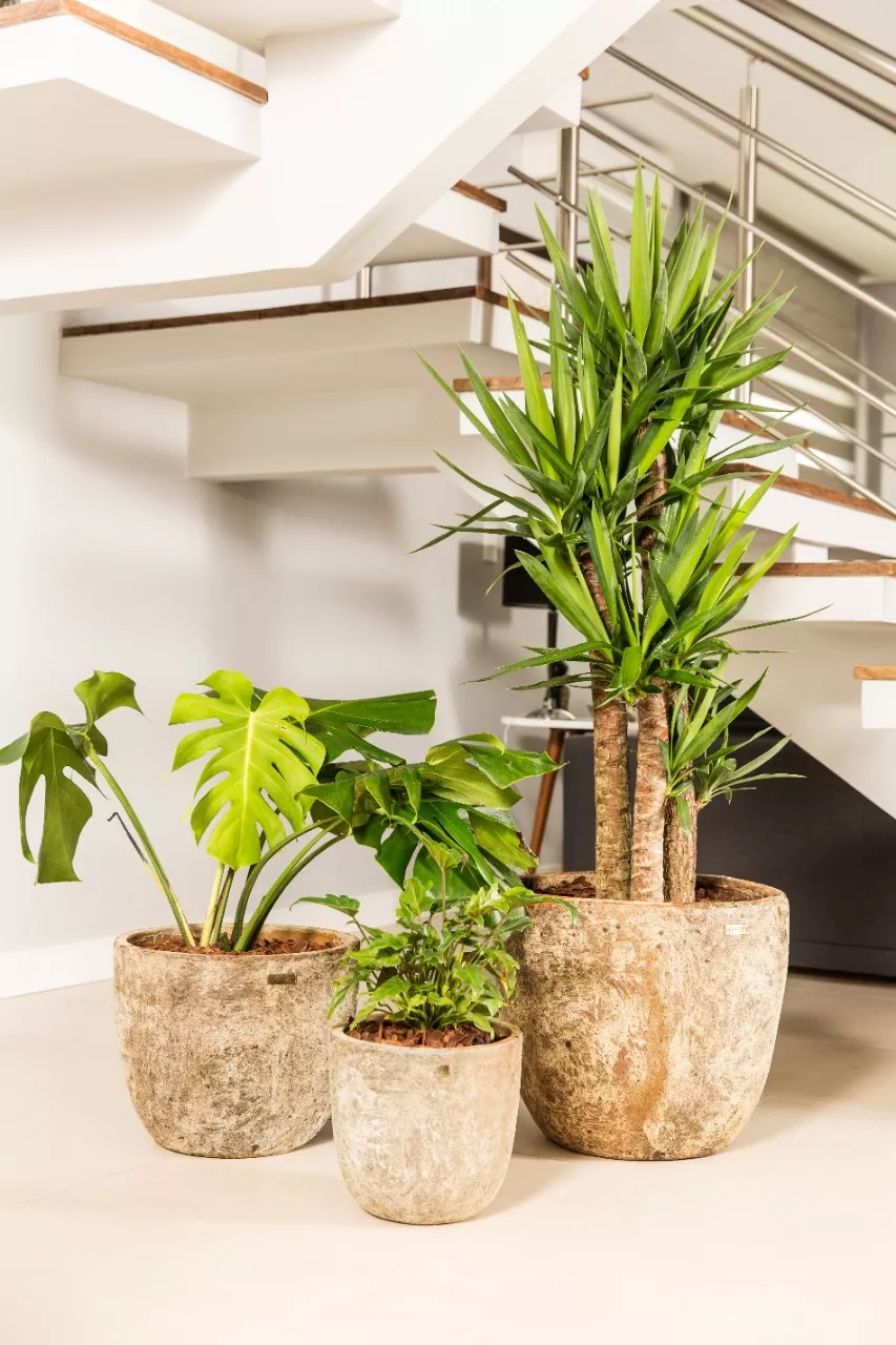 vasos de cerâmica vs fibra de vidro para entrada