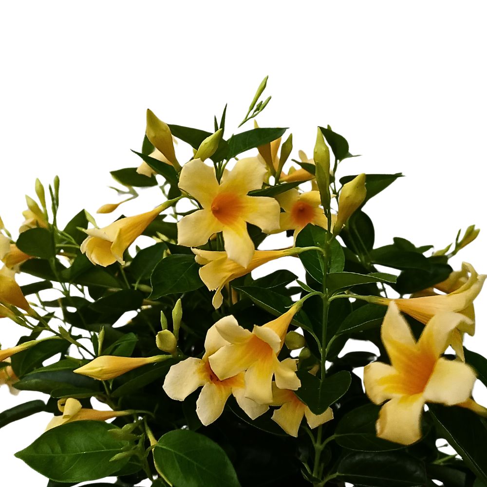 Flor de cera