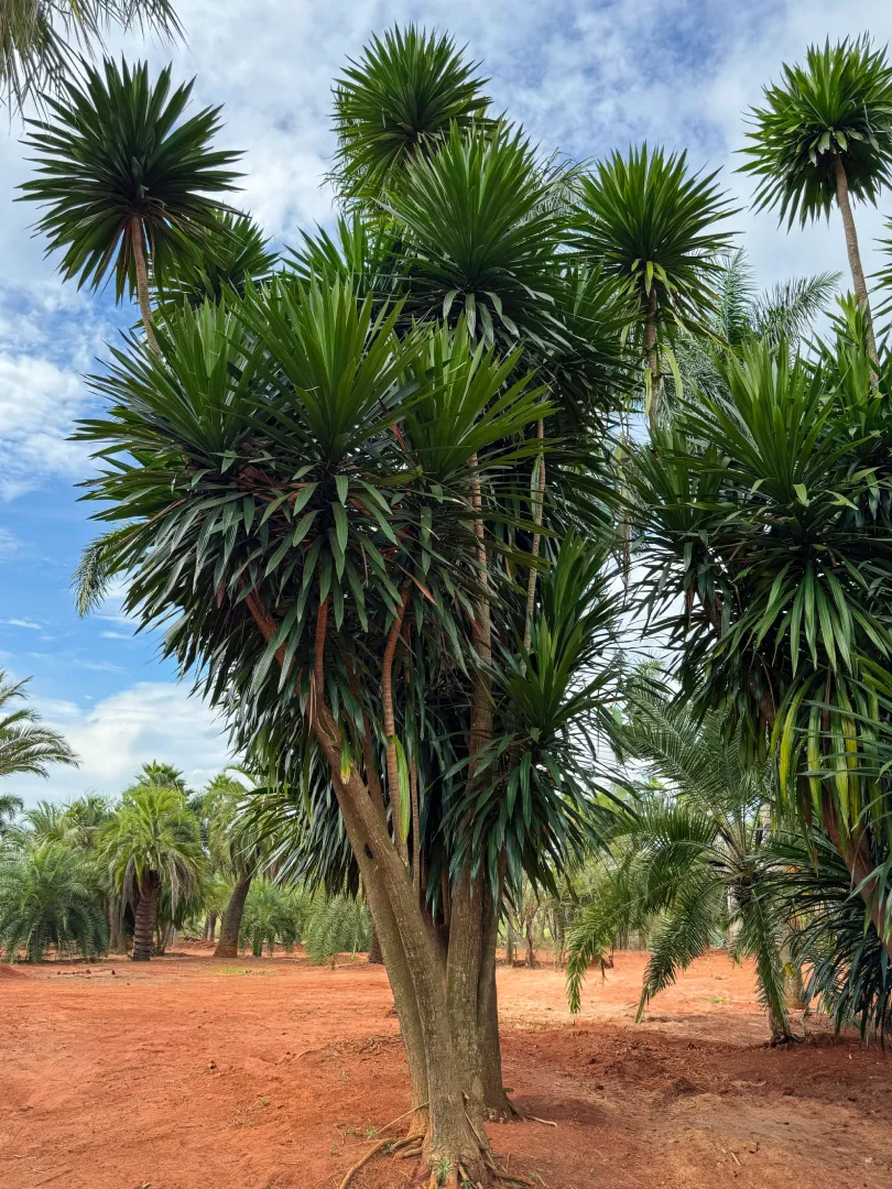 Dracena de tronco