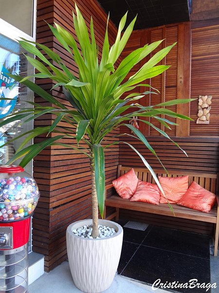 Dracena de jardim