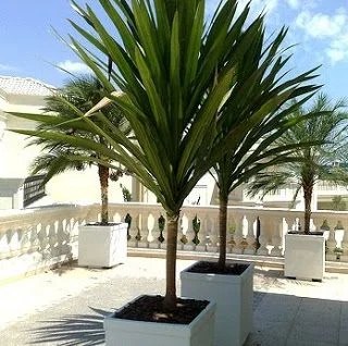Dracaena fragrans (nome popular incorreto frequentemente associado)