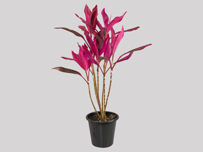 Dracena Cordeline