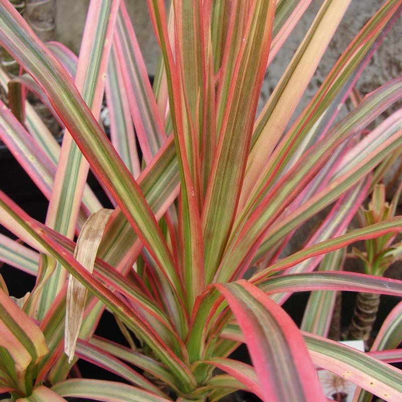 Dracena Tricolor