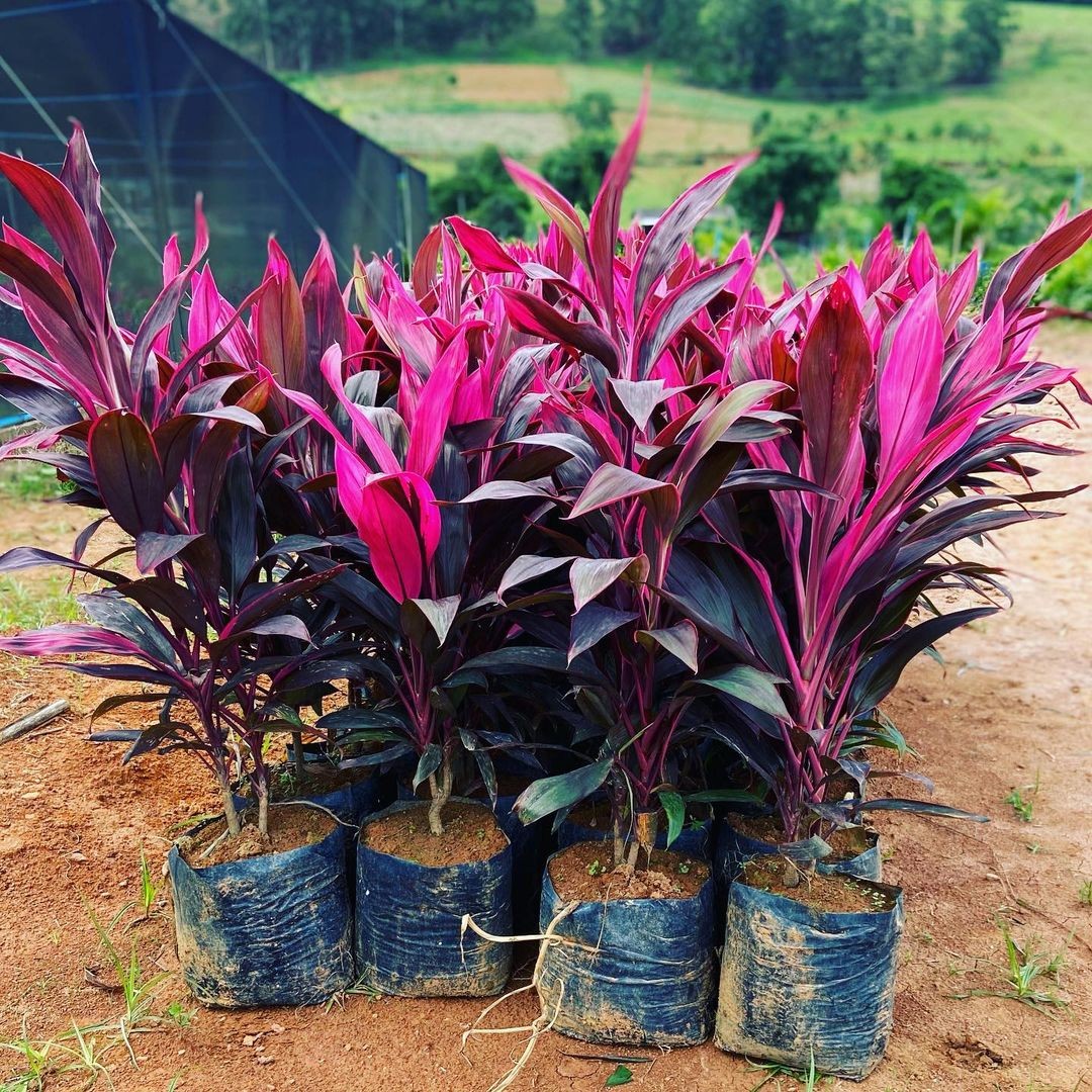 Dracena Colorama