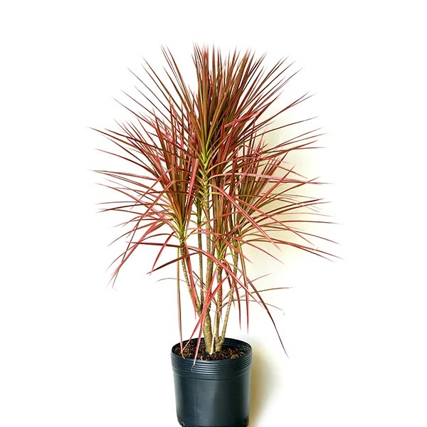 Dracena Marginata Tricolor