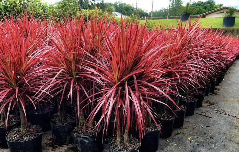 Dracaena Tricolor Cuidados