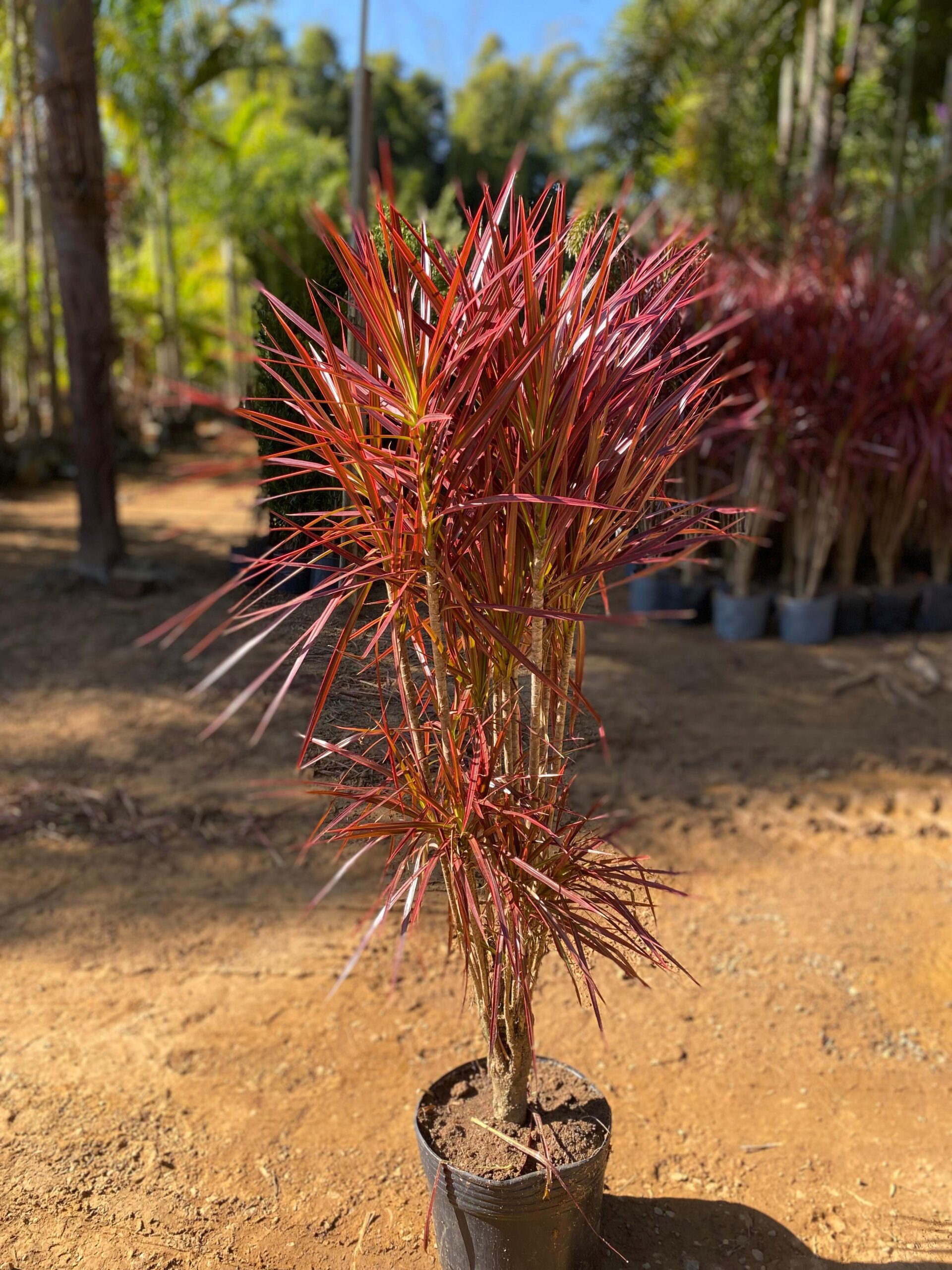 Como Plantar Dracena Tricolor