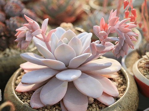 echeveria laui