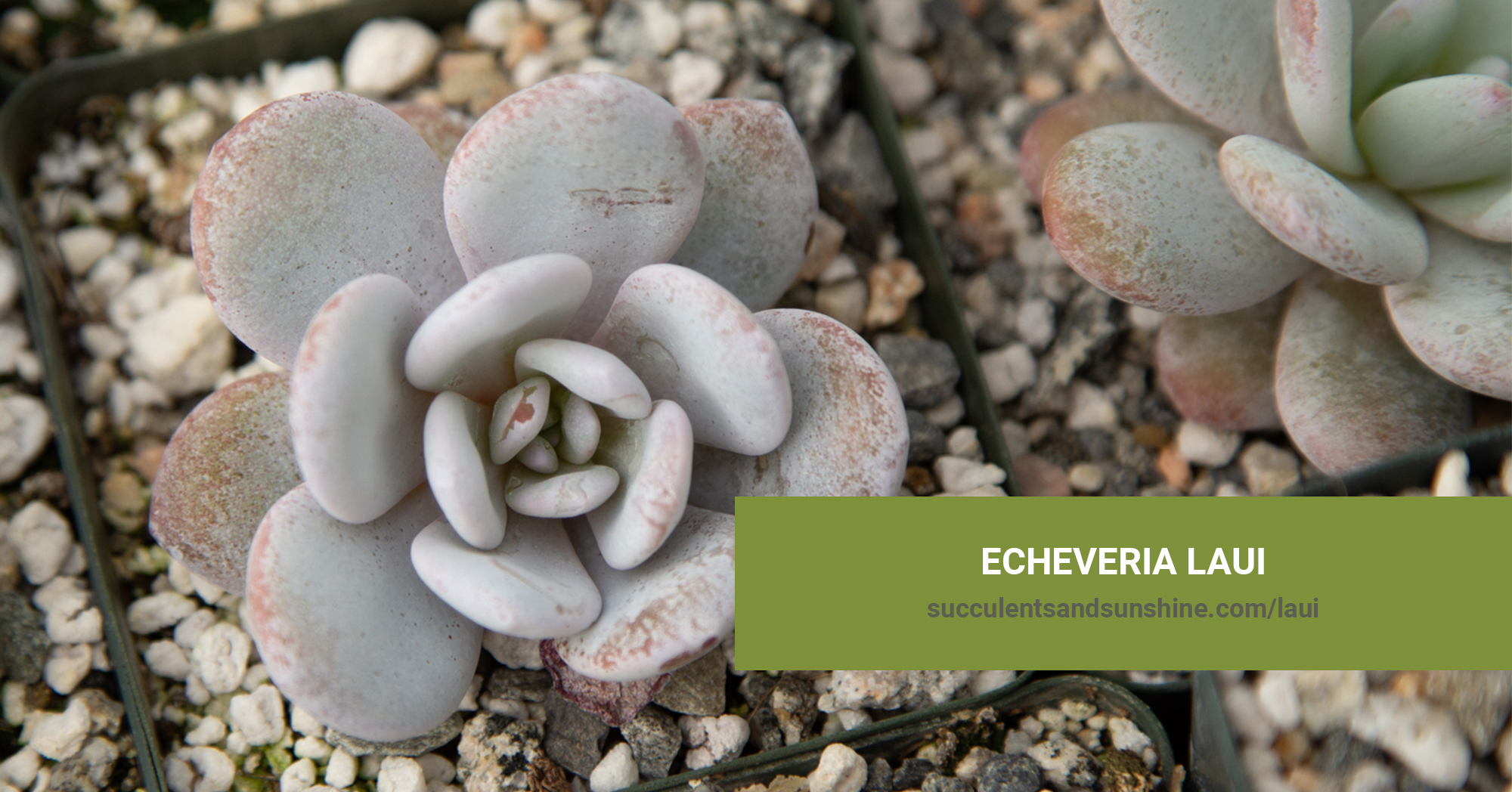 melhores suculentas para colecionar echeveria laui