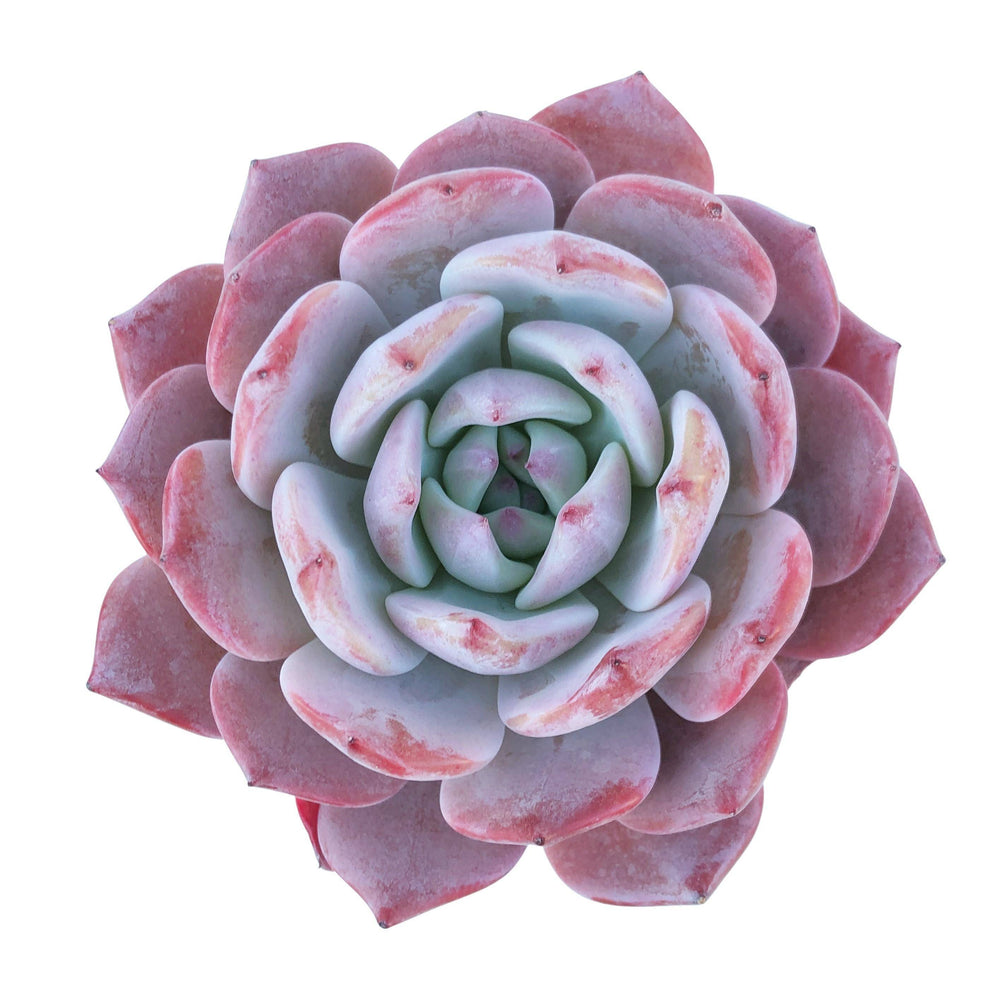 como propagar echeveria laui por folha