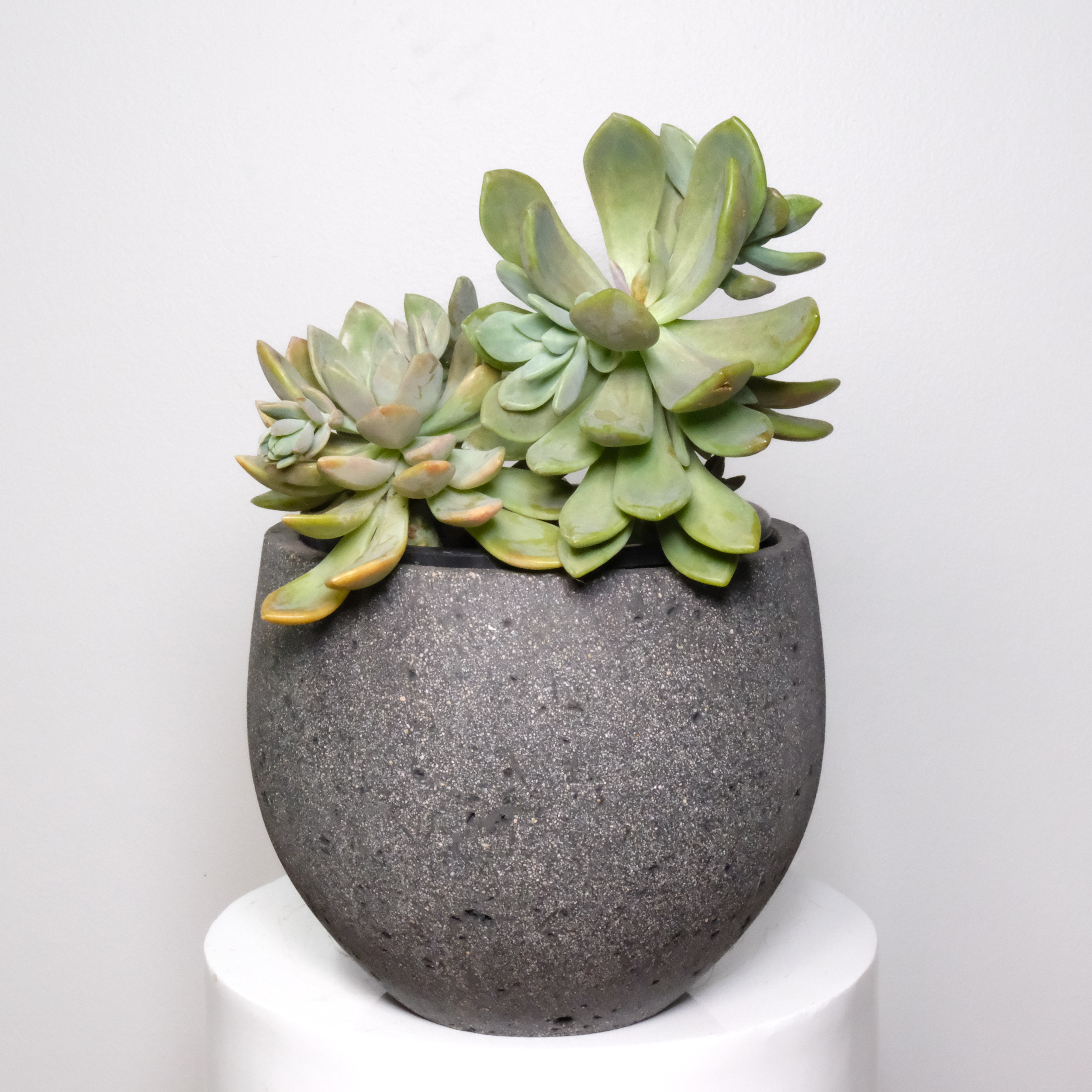 melhores suculentas para colecionar echeveria laui