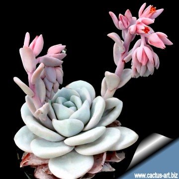 echeveria laui vs echeveria elegans