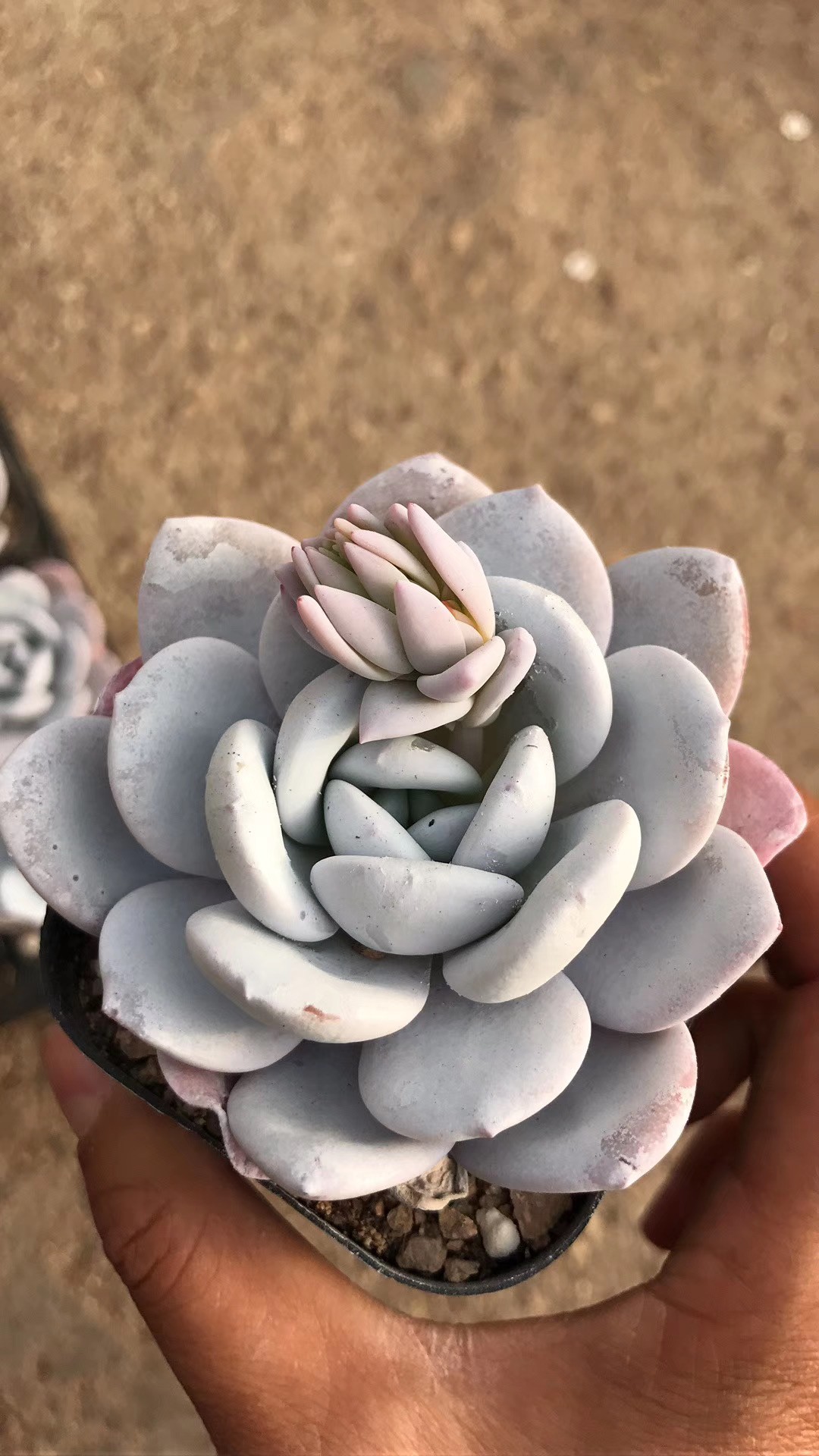 quanto custa uma echeveria laui