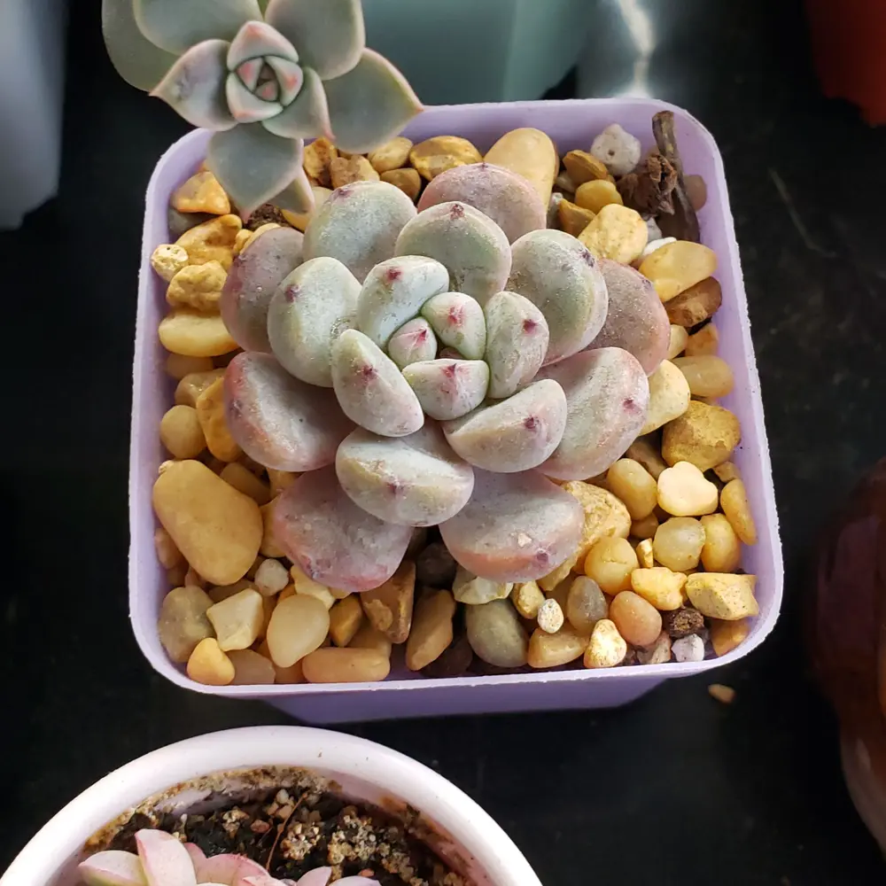 como propagar echeveria laui por folha