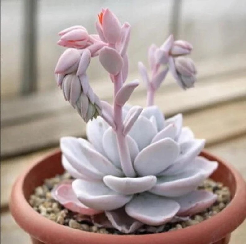 erros comuns ao regar echeveria laui