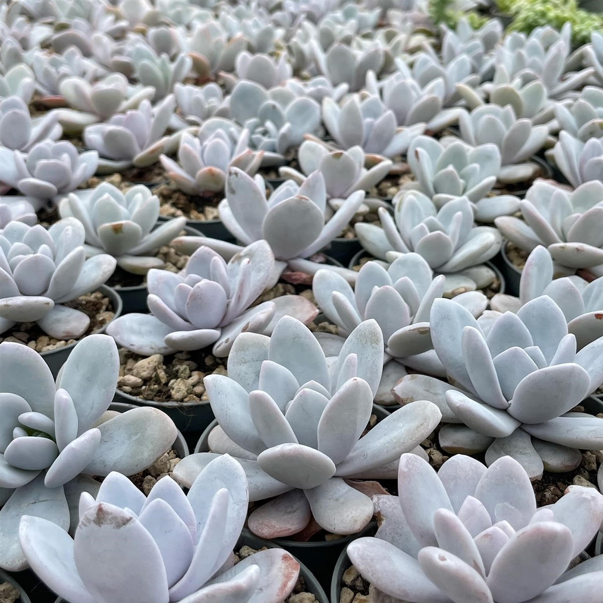 echeveria laui vs echeveria elegans