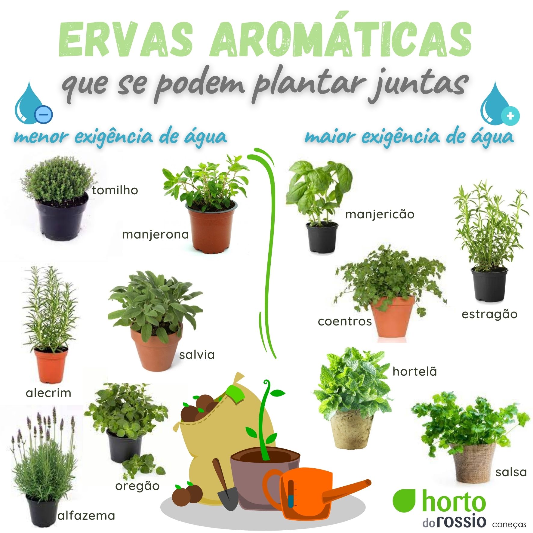 benefícios ervas aromáticas