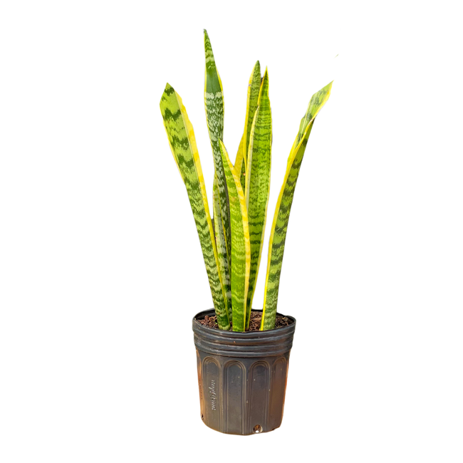 Sansevieria Laurentii (sinônimo comum para a variedade com bordas amarelas)