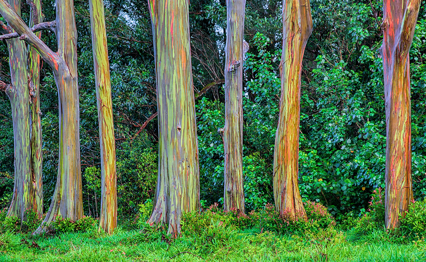 tronco multicolorido