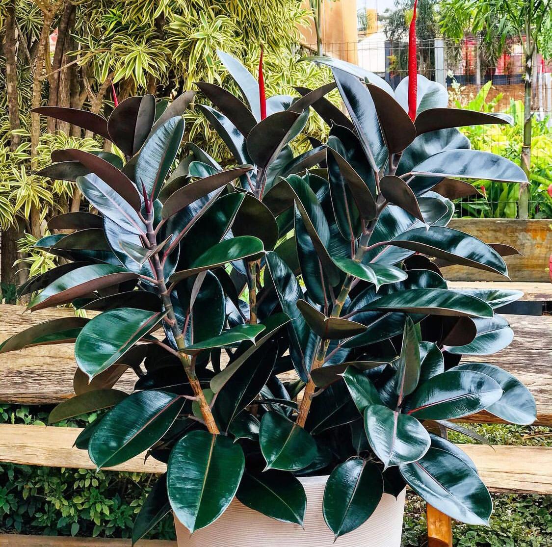 Ficus elastica 